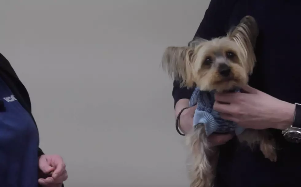 Tips To Prevent Your Dog From Constantly Begging (Video)