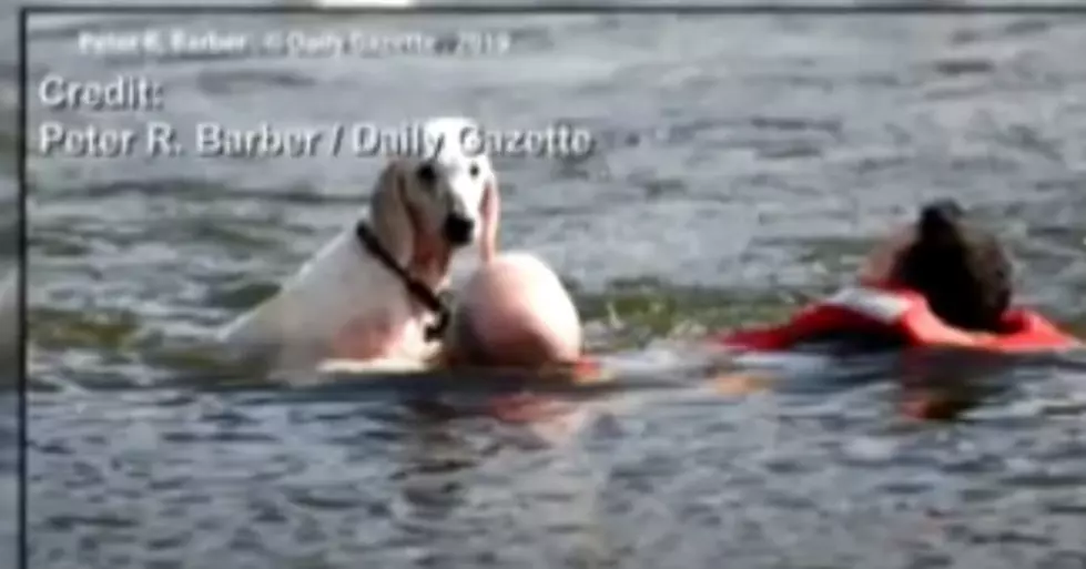 Schenectady Firefighters Rescue Dog from Central Park Lake
