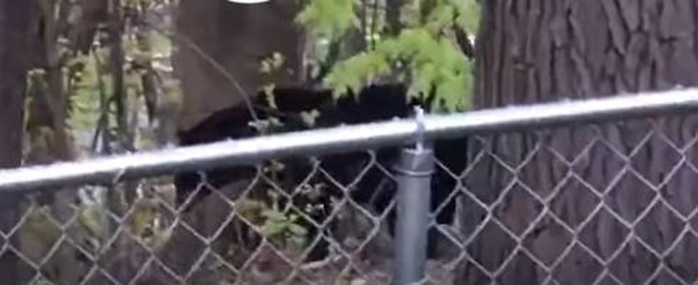 Local Reporter Gets Up-Close Video Of Cohoes Bear