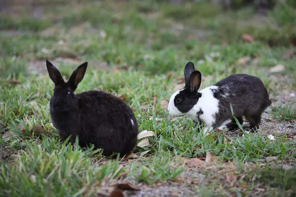 Did You Know Bunnies Could Be Nesting In Your Yard? [LIST]