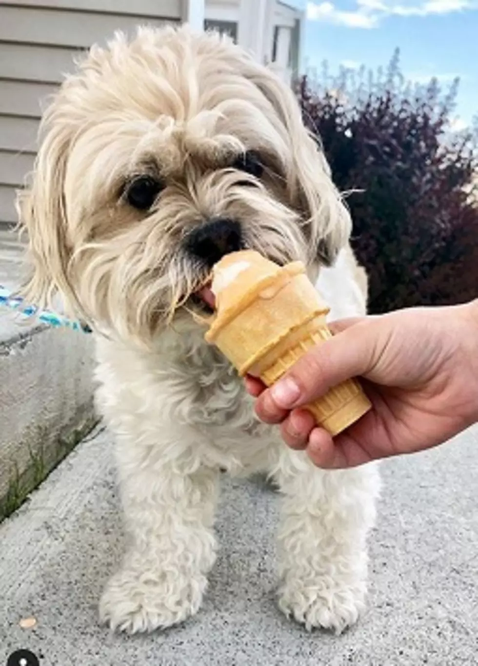 Get Ice Cream For Dogs At This Store