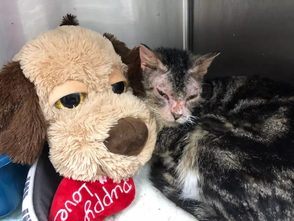 UPDATE: Cat Who Suffered Burns Rapidly On The Mend