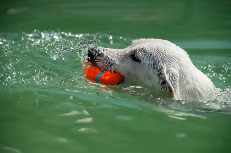 Three Dogs Die By Poisoning After Swimming