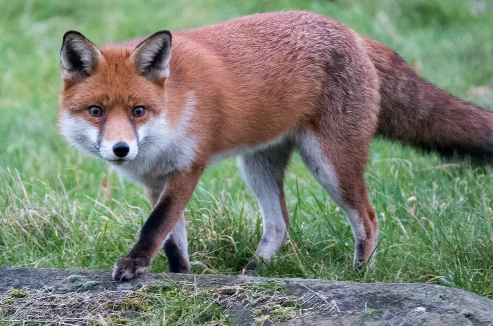 Suspected Rabid Fox On Loose In Brunswick