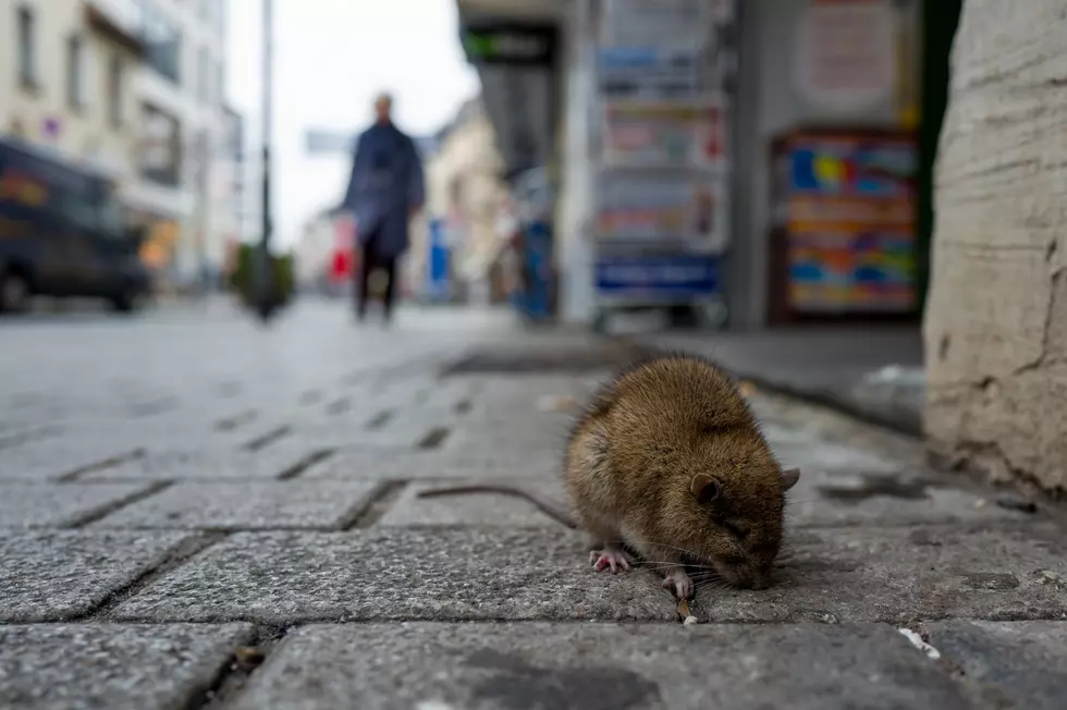 CDC: Pandemic Creating Bolder, More Aggressive Rats