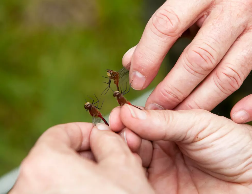 Learn What Wildlife Lurks in Your Backyard with the Albany Pine Bush Preserve