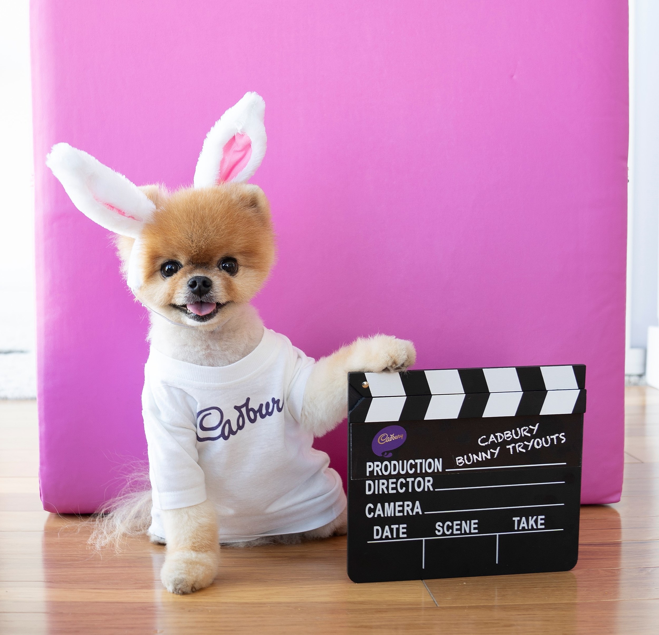 Enter Your Pet For Cadbury S Newest Bunny Commercial