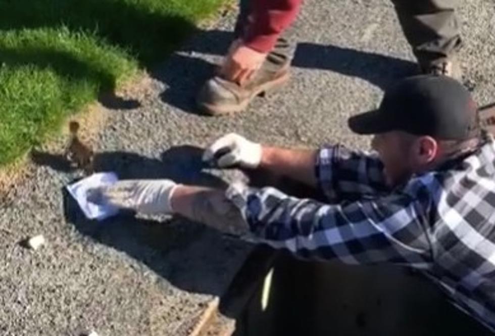Rotterdam Man Saves Baby Ducks Trapped in Sewer (Video)