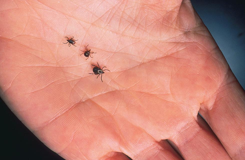 Upstate NY Ticks Spreading Illness With COVID-Like Symptoms