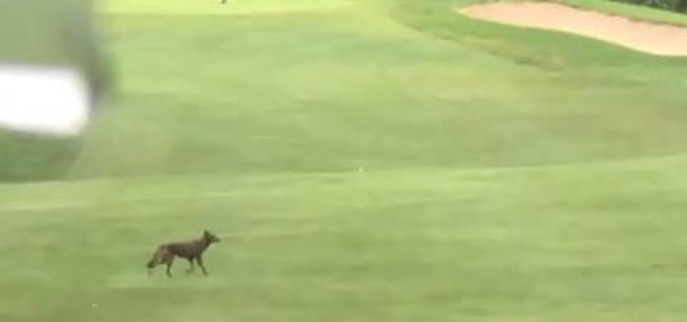 Hungry Coyote Follows Brian Around Golf Course [VIDEO]