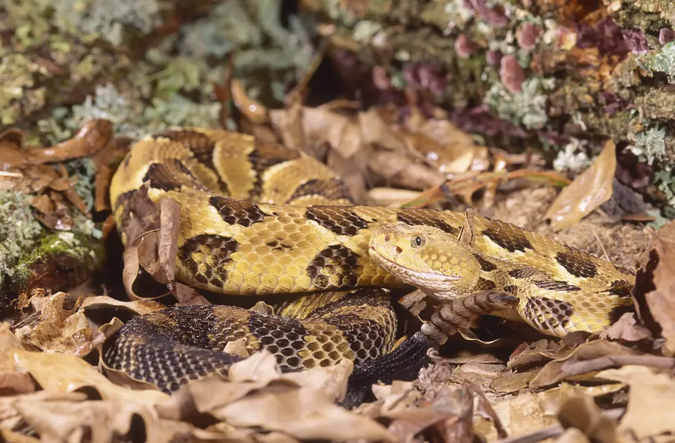 Timber Rattlesnakes Found In Glens Falls
