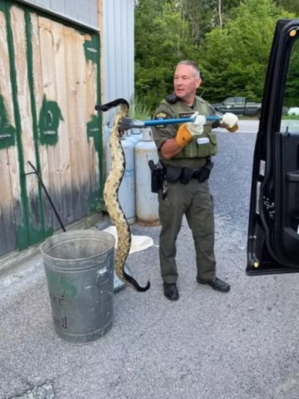 Enormous Snake &#8216;Rattles&#8217; Family in Warren County