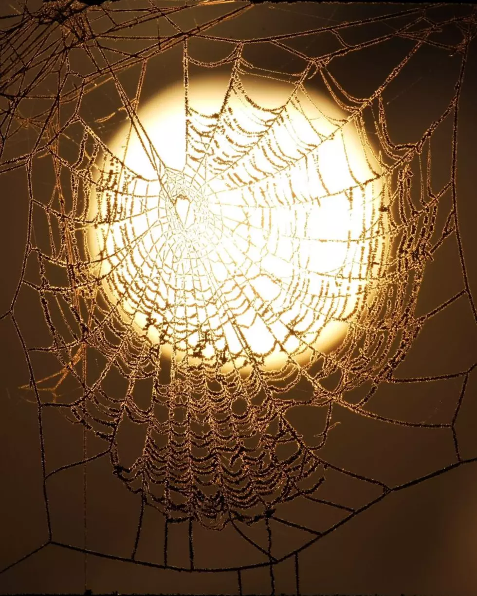 Spider Webs - Beautifully Intricate [GALLERY]