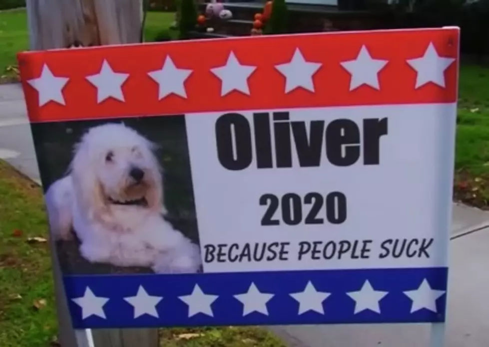 Massachusetts Doggo Enters 2020 Election