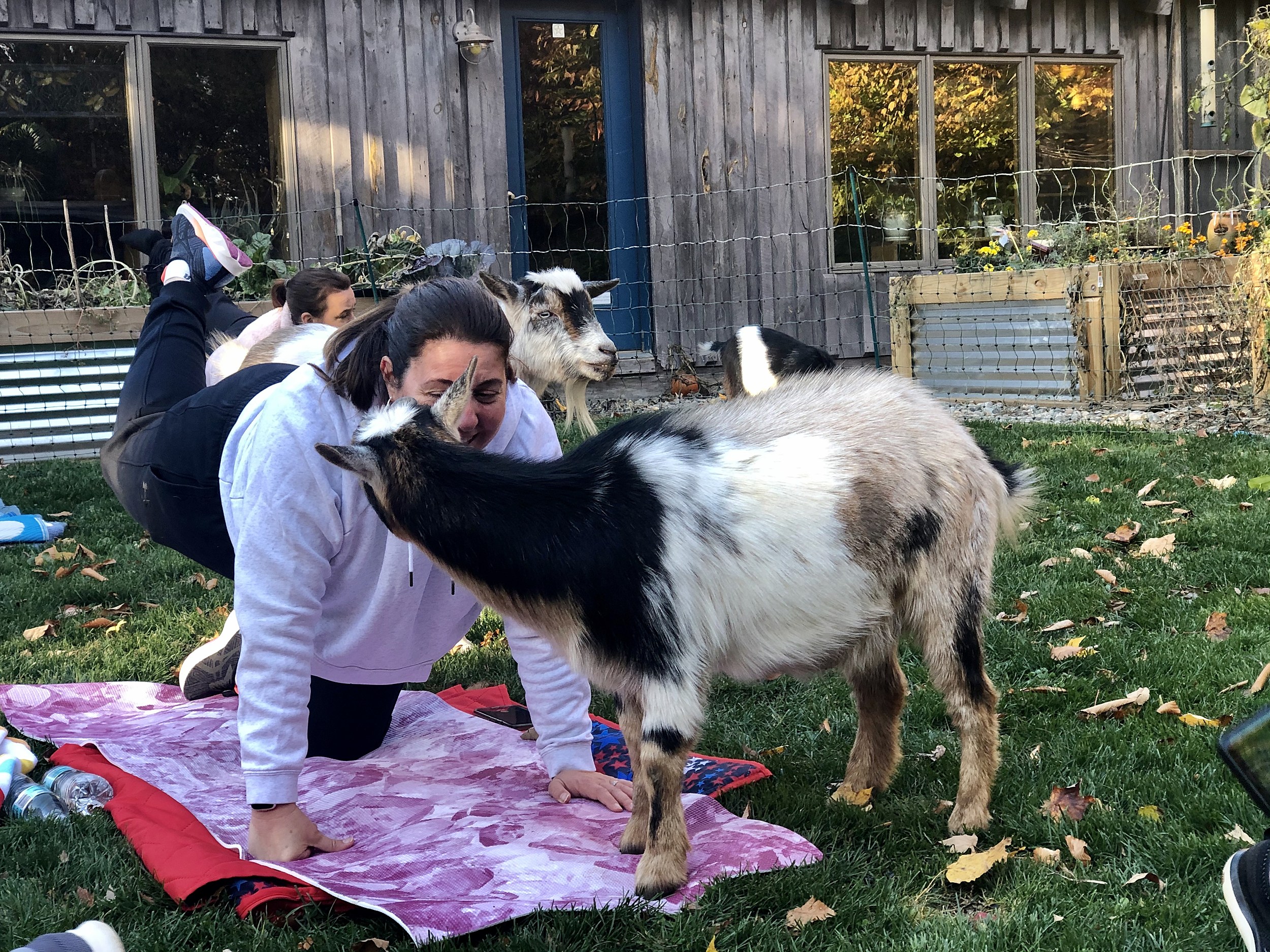 Goat yoga is worth it for the laughs and the workout | TheFencePost.com
