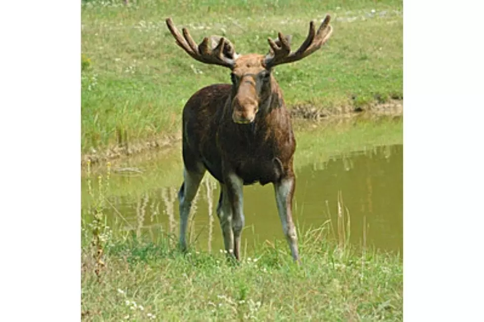 Beware of Moose On Adirondack Roadways