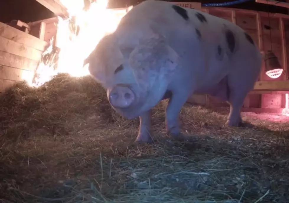 ‘Swine Cam’ Saves Pregnant Pig in June Farms Fire