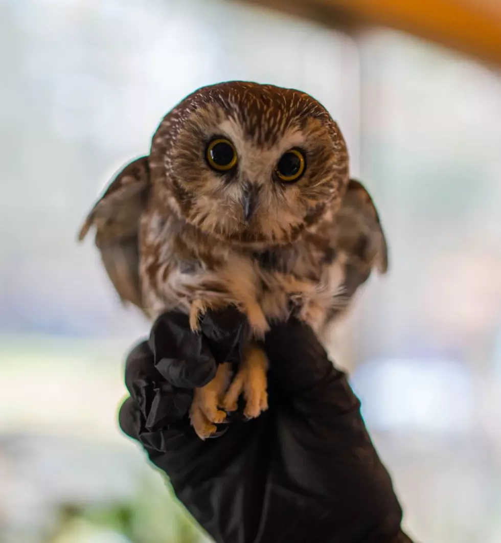 Rocky the Christmas Owl Released Into the Wild [Video]