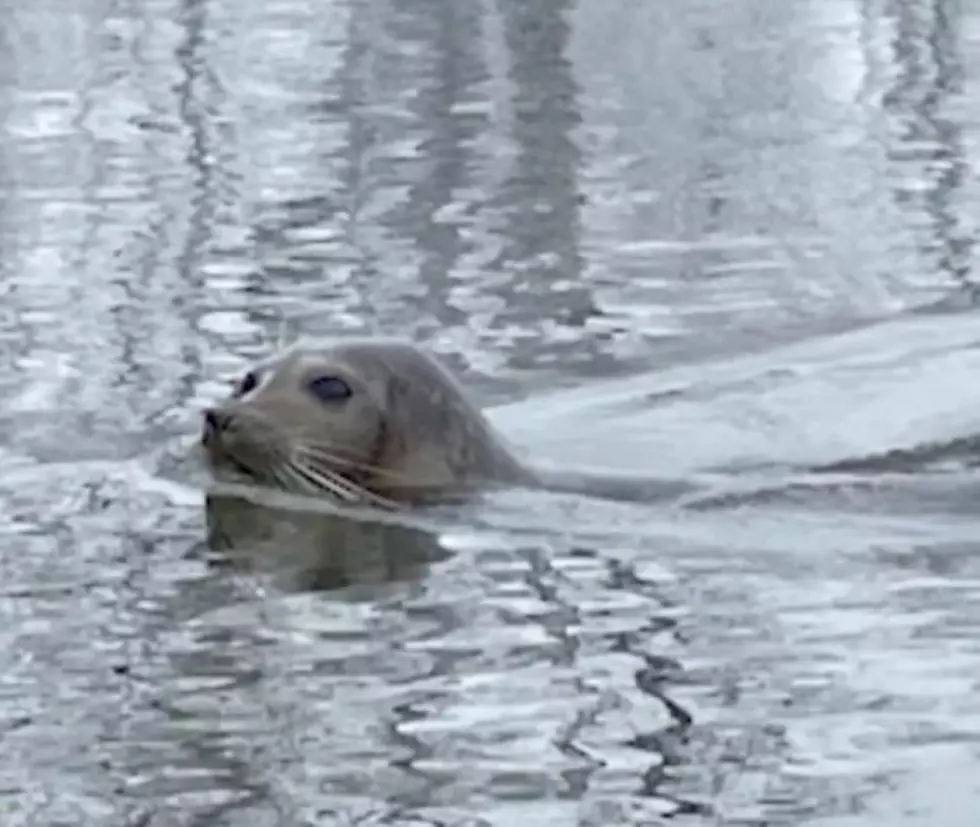 Area Kayaker Has Rare Encounter with a Seal  [Video]