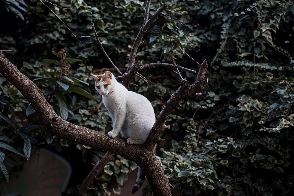 Man Gets Stuck In Schenectady Tree In Cat Rescue Attempt