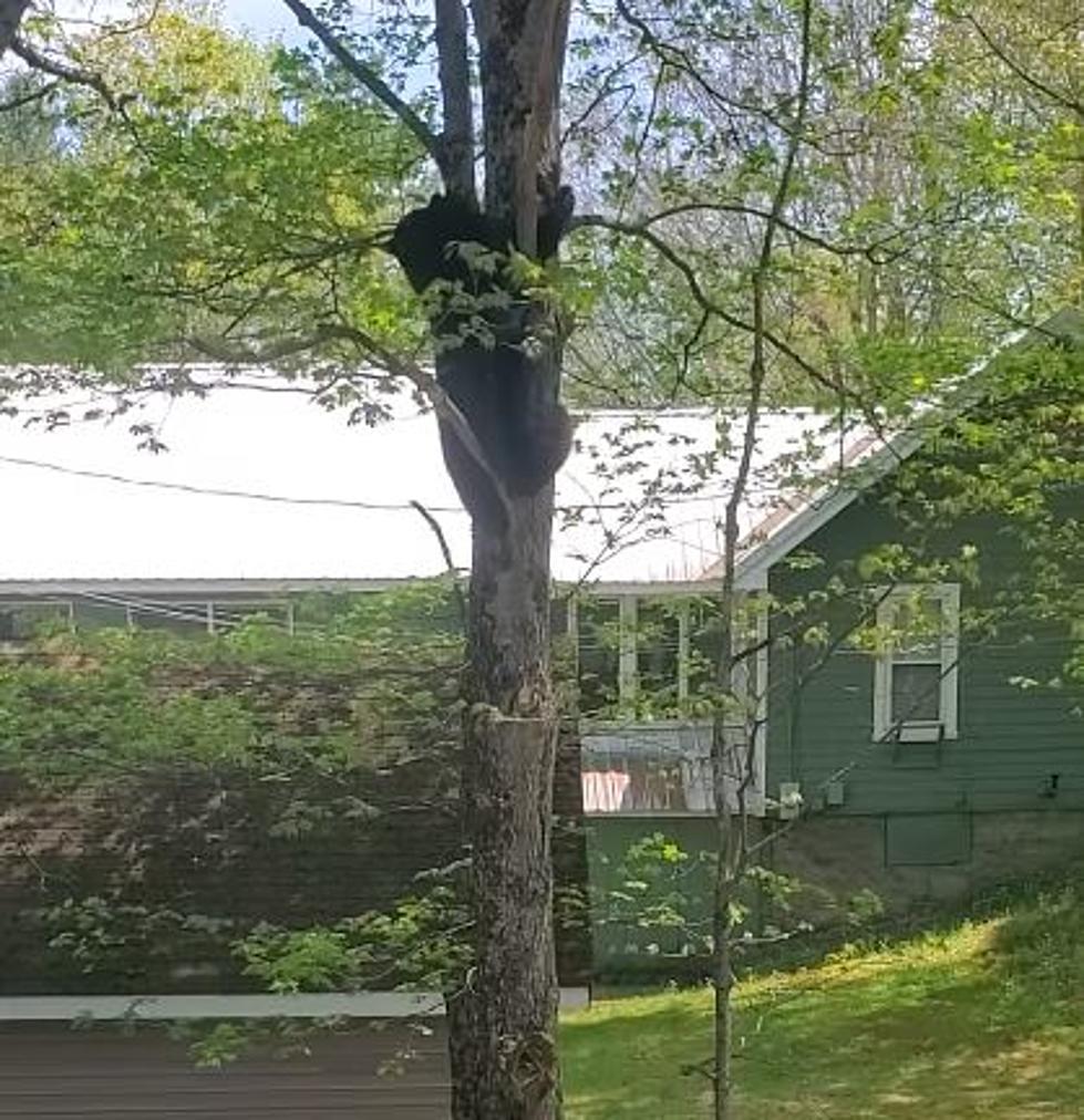 ADK Life: Watch as Dog Stands Guard Vs. Bear in Backyard