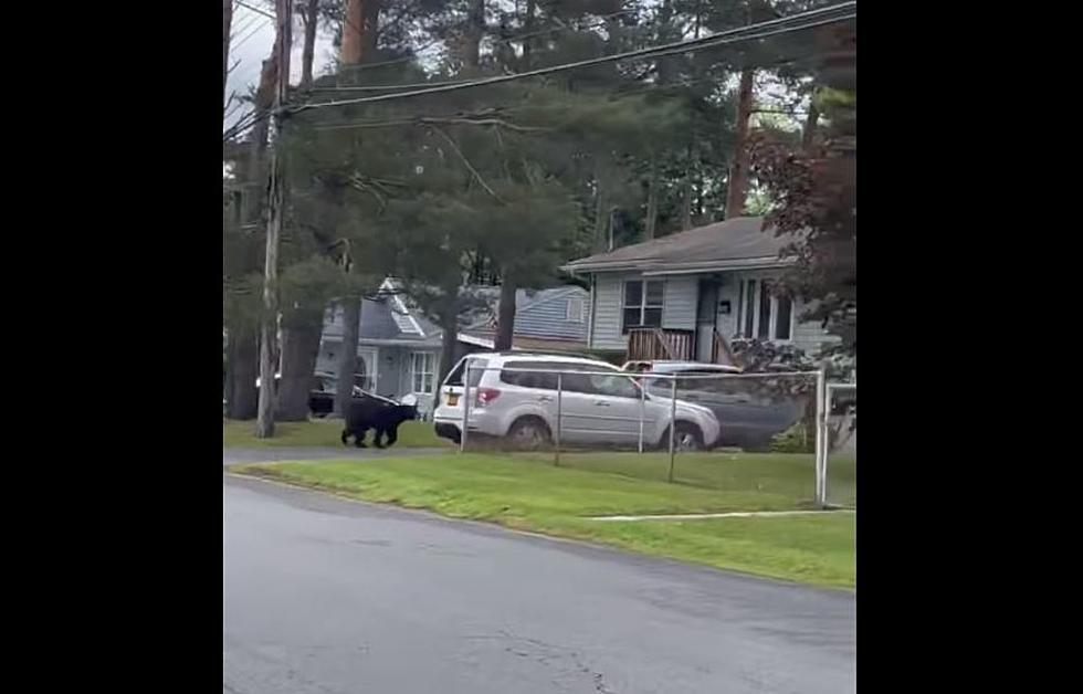 Police: Schenectady Bear Has Retreated Back Into Woods