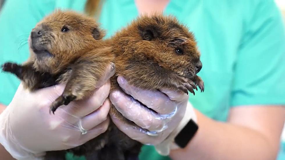 Rescued Lake George Baby Beavers Bring Cuteness Overload [PICS]