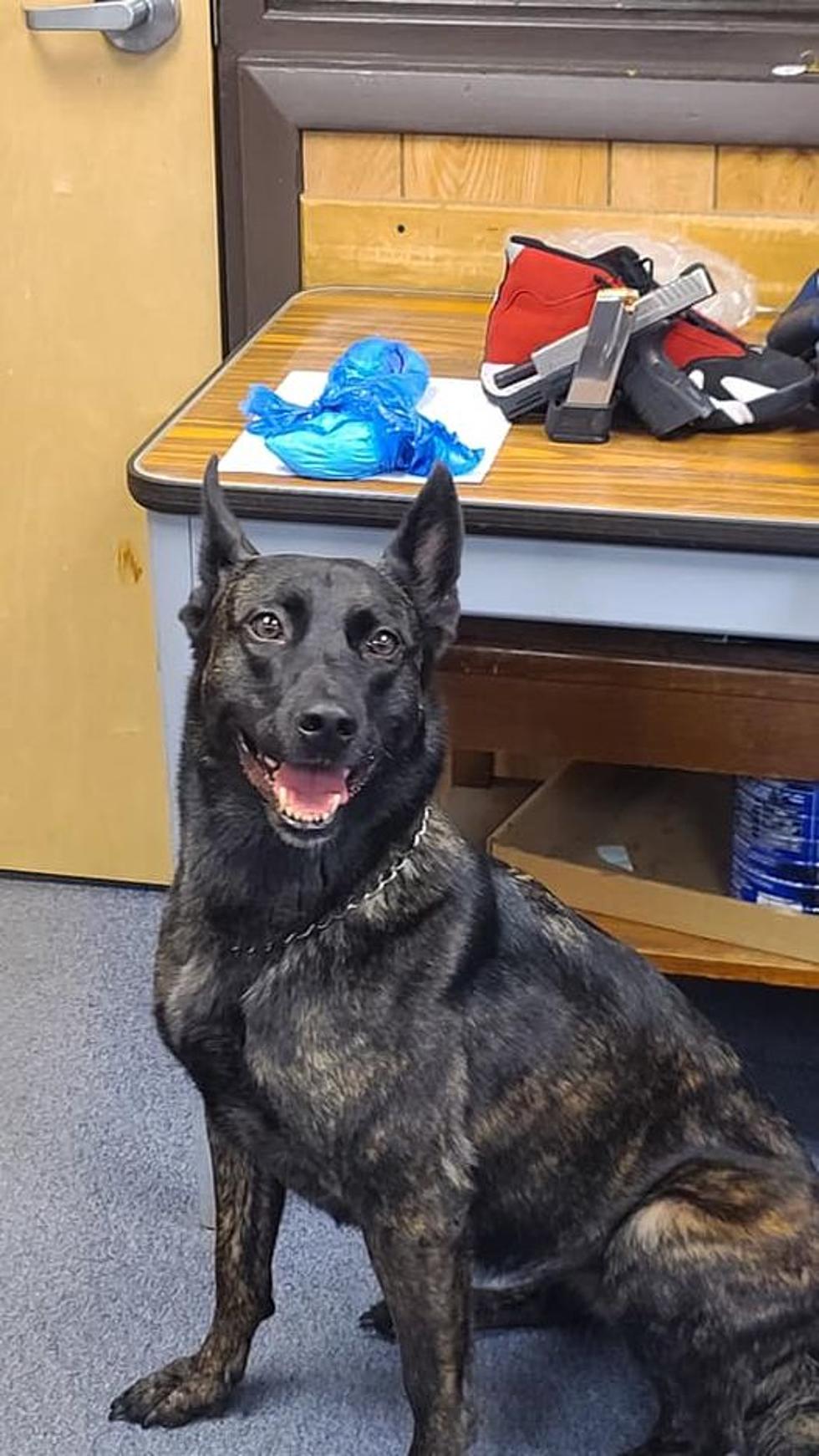 K9 Amber Sniffs Out Cocaine and Handgun During Albany Arrest