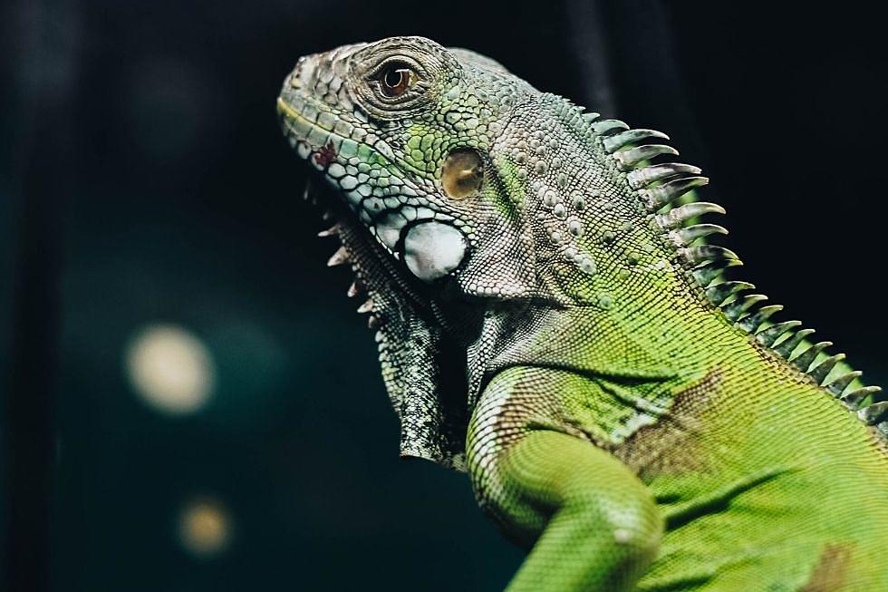 Reptiles Hop Crawl & Slither Into Saratoga in September For Expo