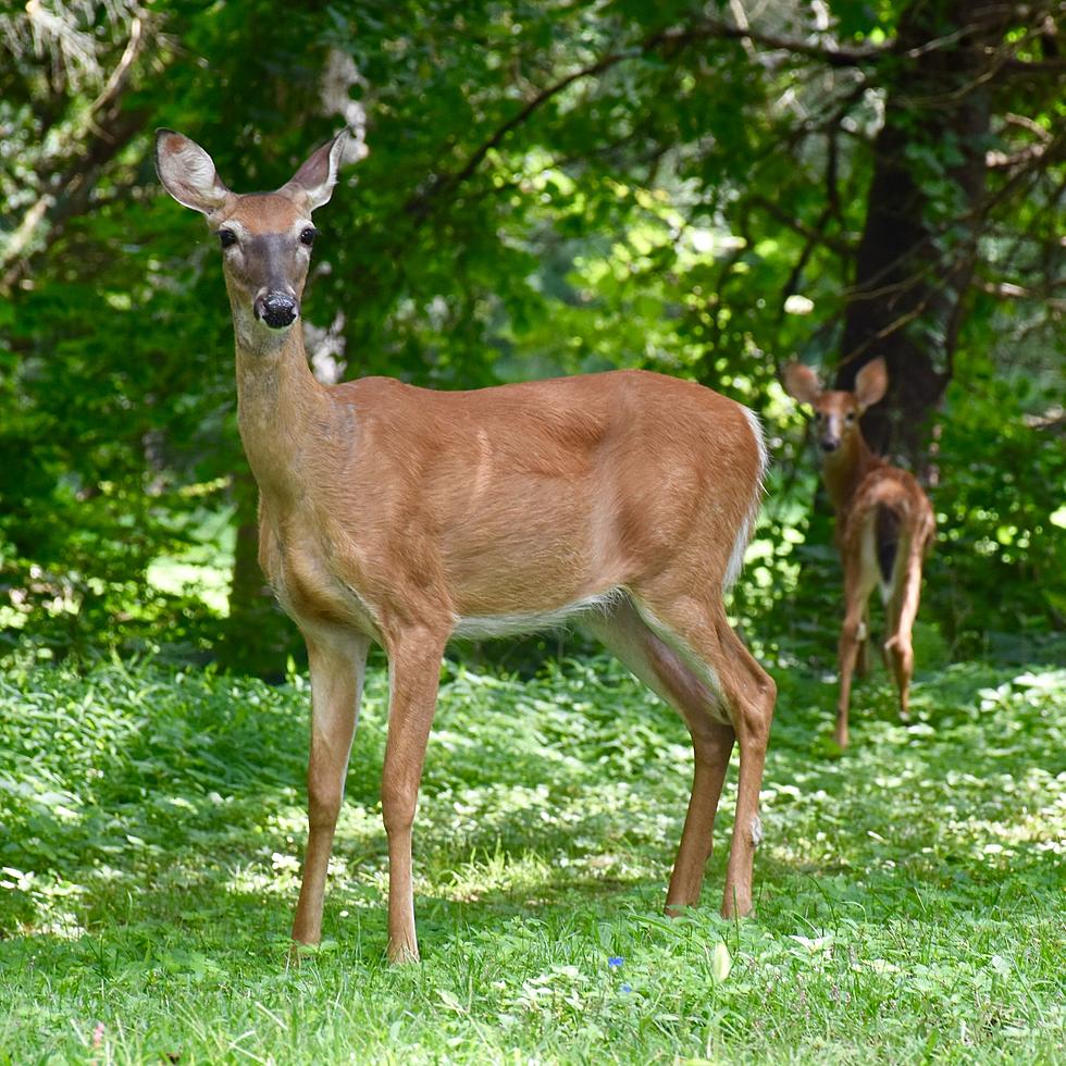 Oh Deer! Did New York White-Tailed Deer Have COVID?