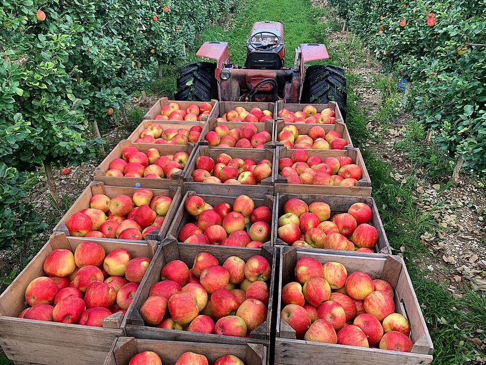 Ripe for the Pickin&#8217; &#8211; GNA Pranks Listener Accused of Stealing Apples