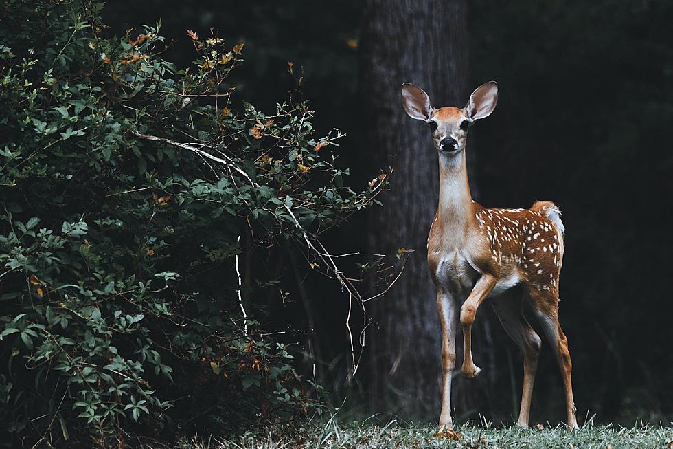 Oh Deer! An Open Letter to the Beautiful Deer I See on my Morning Commute