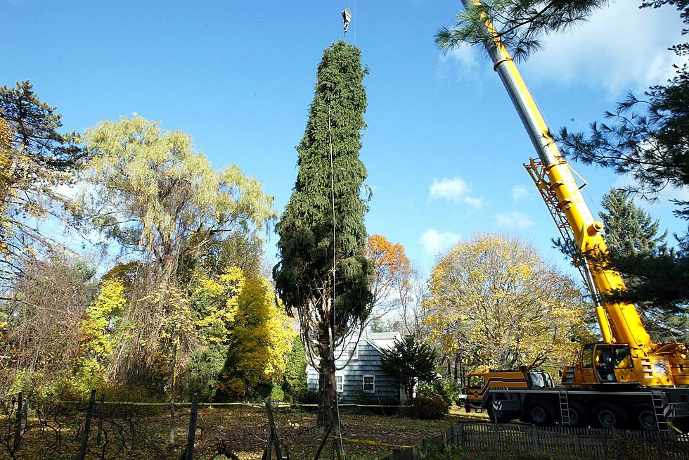 Could One Of the Albany Capitol Christmas Trees Be In Your Yard?