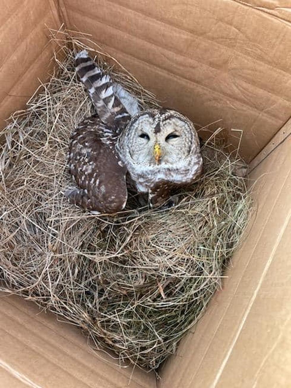 They Gave a Hoot: Montgomery County Sheriffs Save Owl Struck by Car
