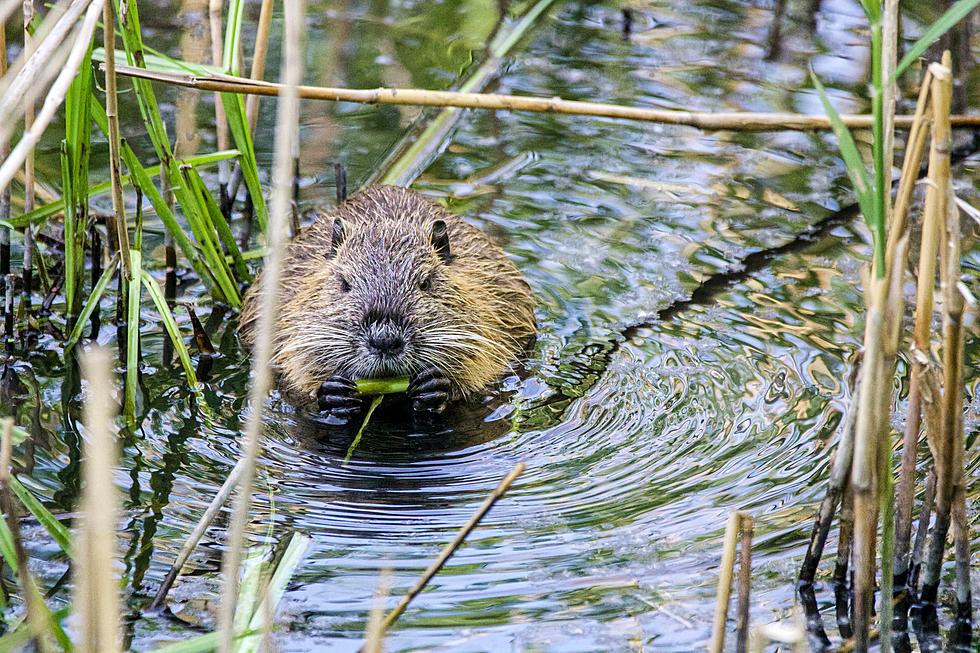 It’s a Dam Problem! Beavers Affecting Our Mechanicville Water Supply