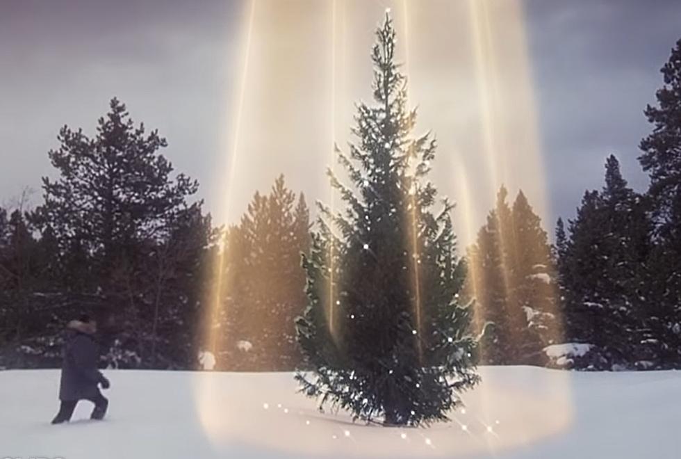 Cut Your Own Christmas Tree In A National Forest: Here’s How!