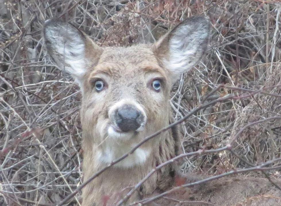 Not a Deer? Albany Woman Perplexed After Seeing Silly-Looking Animal