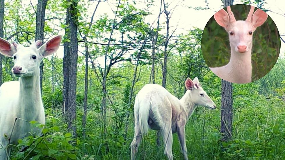 Growing Herd of Majestic White Deer Live in Upstate NY.  But Where?