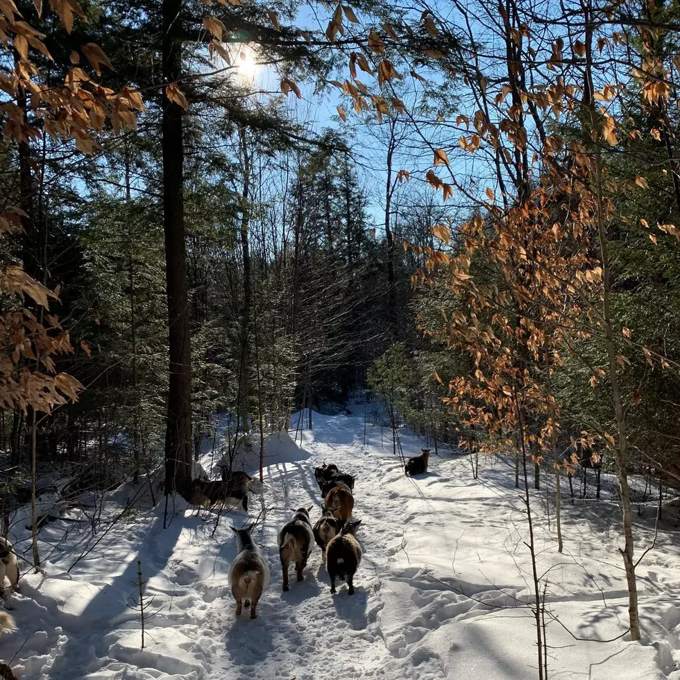 Into the Woods