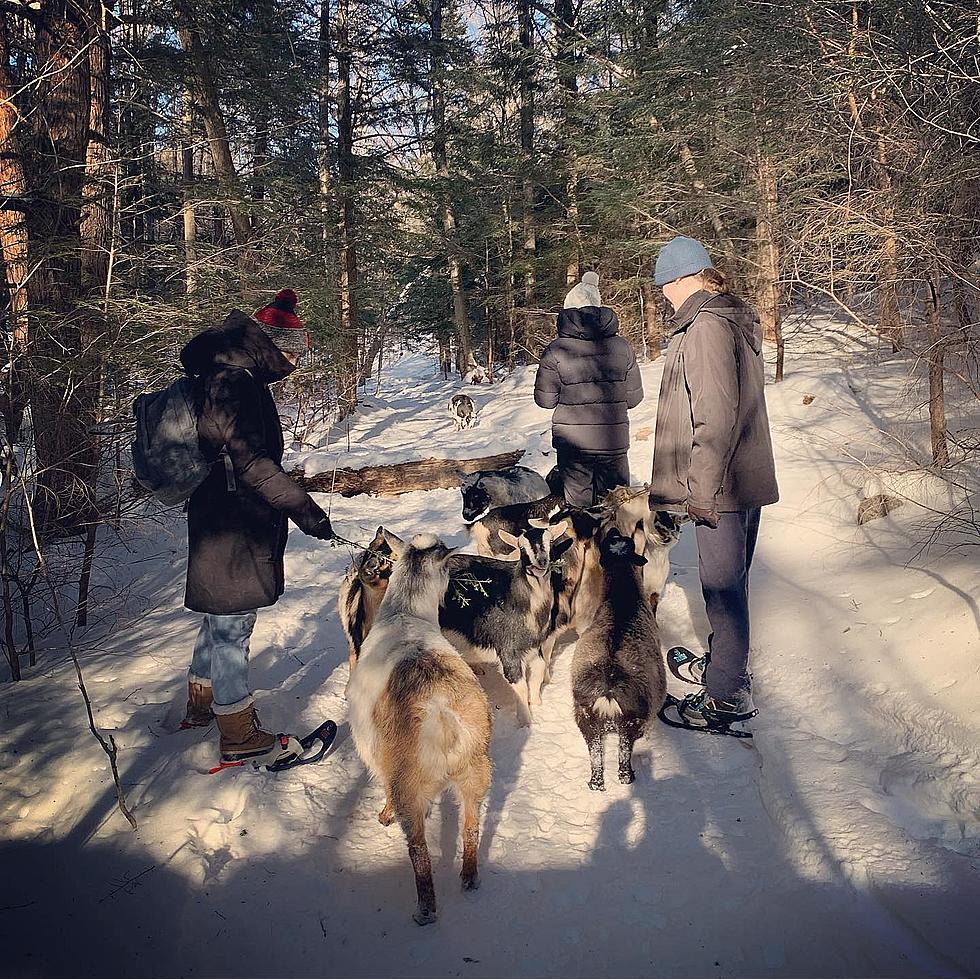 Want to go on a Snowshoeing Adventure with Goats in Middle Grove?
