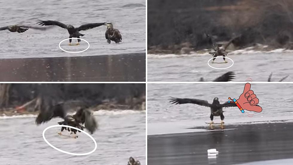Surf Bird! Adventurous Bald Eagle Goes Stick Surfing on Upstate NY Lake
