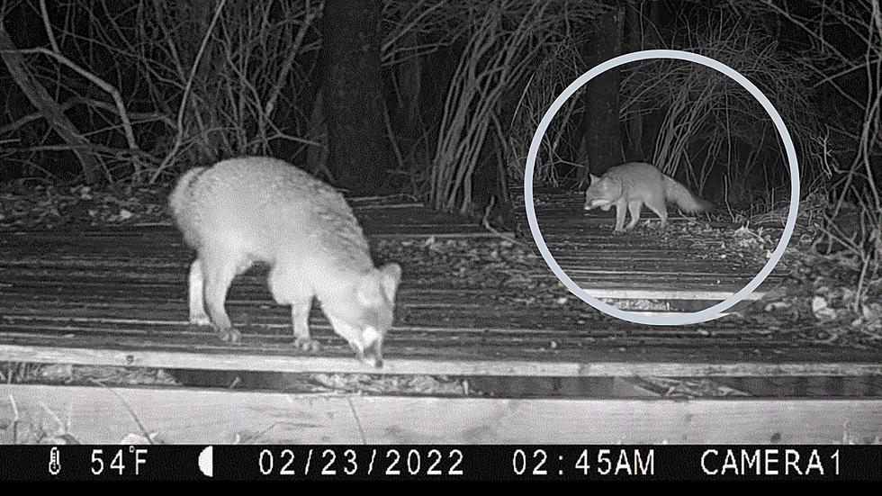 Woman in Upstate NY Shares Trail Cam Vid of Courageous 3-Legged Critter