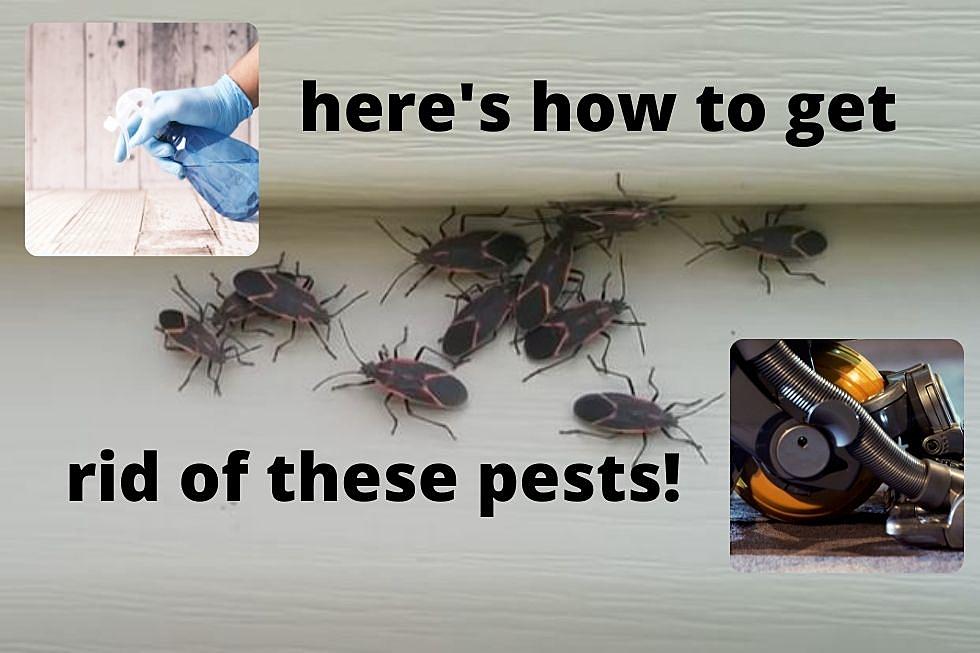 These Insects Are Invading NY Homes! Here's How to Get Rid of 'em