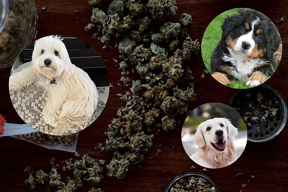 Now That Marijuana is Legal in NY-What if my Dog Accidentally Eats Some?