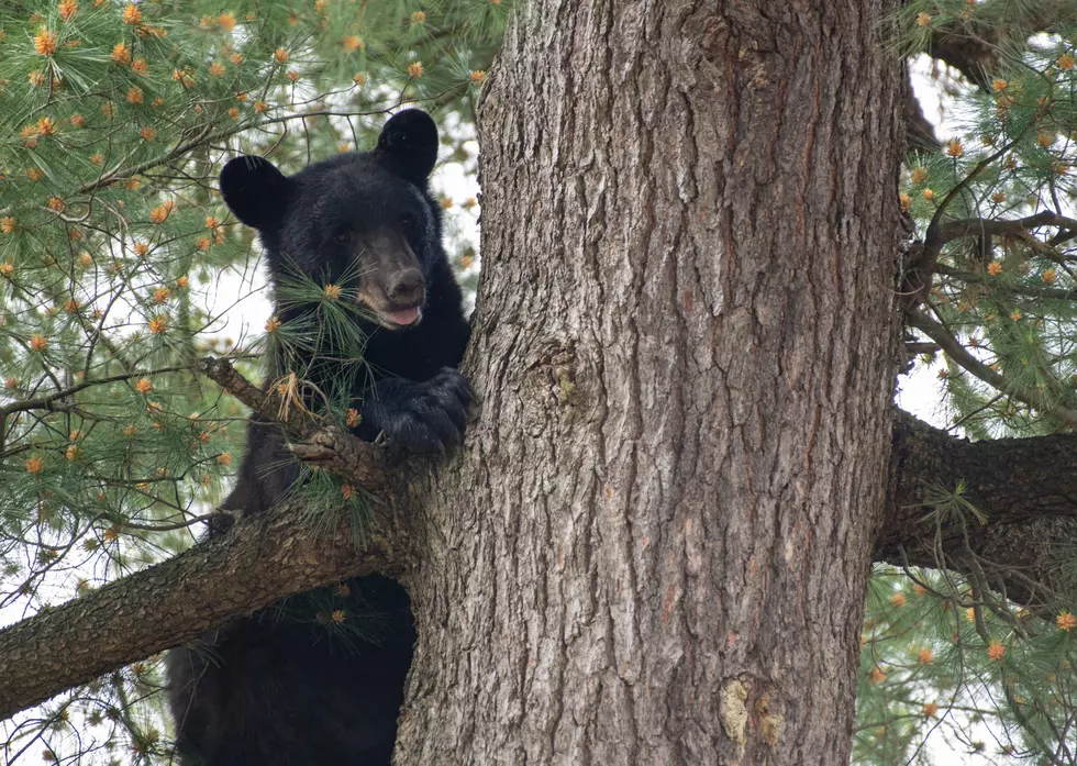 The Albany Bear Climbed a Tree Near My House &#8211; And I had to Watch!