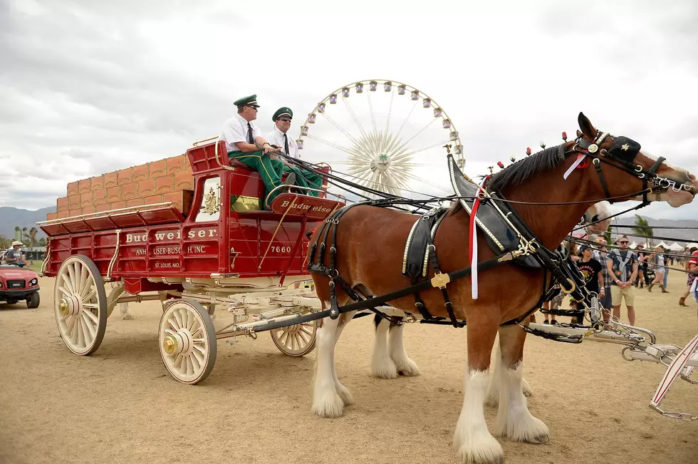 World Famous Budweiser Clydesdales Are Coming To Saratoga Springs