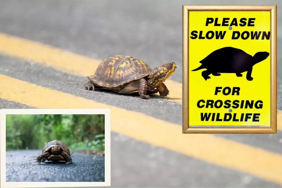 DEC Wants You To 'Give Turtles a Break' on Capital Region Roads!
