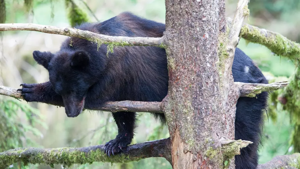 UPDATE: The Black Bear in Albany is Stuck in Tree – Police Block Roads