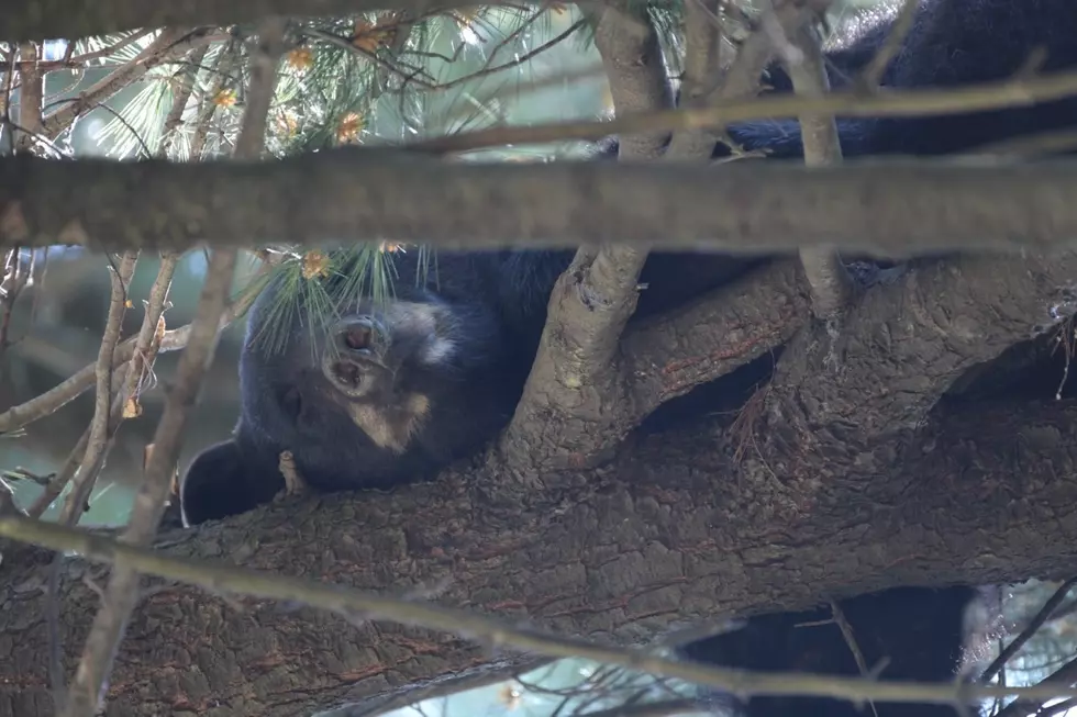 The Albany Bear Climbed a Tree Near My House – And I had to Watch!
