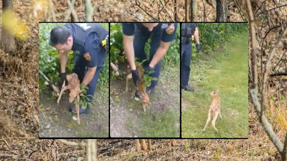 Watch as Police in N. Greenbush Rescue Baby Fawn Caught on Fence